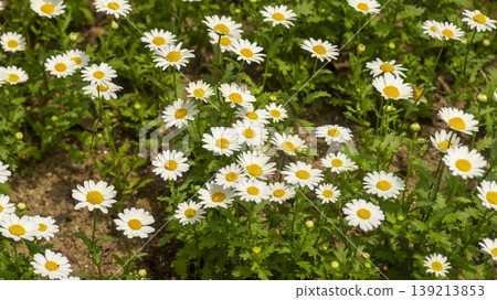 Goyang International Flower Exhibition 139213853
