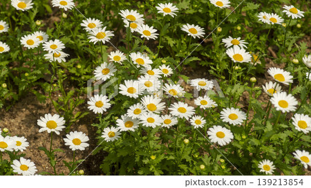 Goyang International Flower Exhibition Goyang International Flower Exhibition 139213854