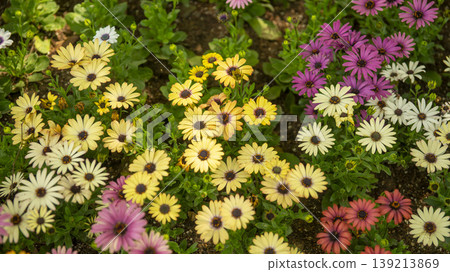Goyang International Flower Exhibition Goyang International Flower Exhibition 139213869