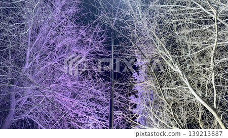 surreal winter trees glowing purple white against midnight sky in divided ethereal composition surreal winter trees glowing purple white against midnight sky in divided ethereal composition 139213887