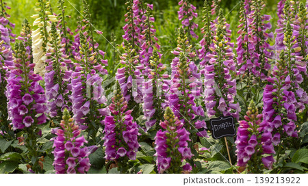 Goyang International Flower Exhibition Goyang International Flower Exhibition 139213922
