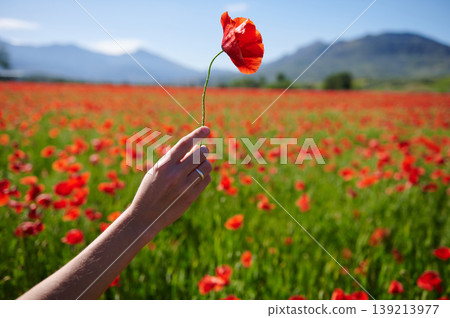 Hand Holding Red Poppy Over Blooming Poppy Field With Mountains In Background 139213977