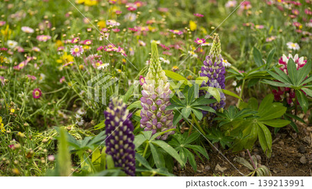 Goyang International Flower Exhibition Goyang International Flower Exhibition 139213991