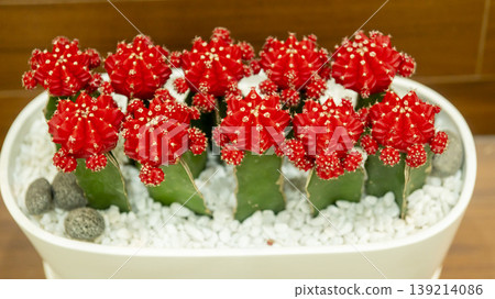 Goyang International Flower Exhibition Goyang International Flower Exhibition 139214086