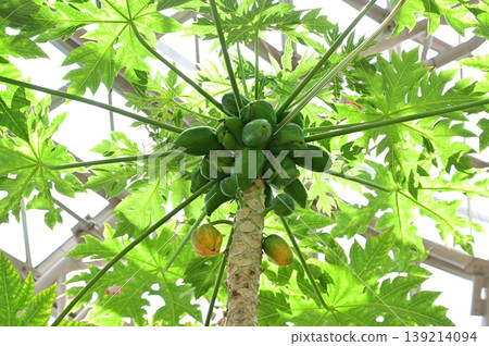 Unripe papaya and greenhouse Unripe papaya and greenhouse 139214094