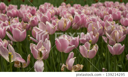 Goyang International Flower Exhibition Goyang International Flower Exhibition 139214295