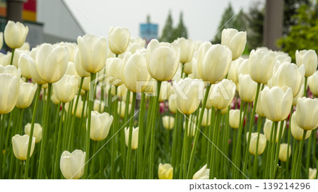 Goyang International Flower Exhibition Goyang International Flower Exhibition 139214296