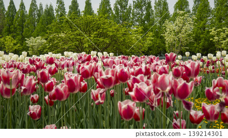 Goyang International Flower Exhibition Goyang International Flower Exhibition 139214301