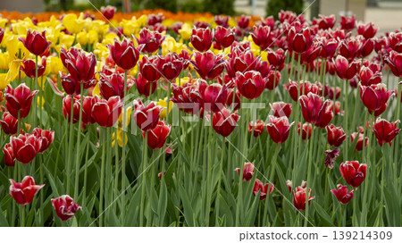 Goyang International Flower Exhibition 139214309