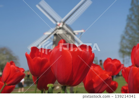 The red tulips and windmills at Akebonoyama Agricultural Park look stunning in the clear blue sky. The red tulips and windmills at Akebonoyama Agricultural Park look stunning in the clear blue sky. 139214341