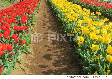A colorful field of tulips with long, flowing shadows. 139214345