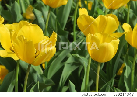 The yellow tulips at Akebonoyama Agricultural Park are growing beautifully. The yellow tulips at Akebonoyama Agricultural Park are growing beautifully. 139214348