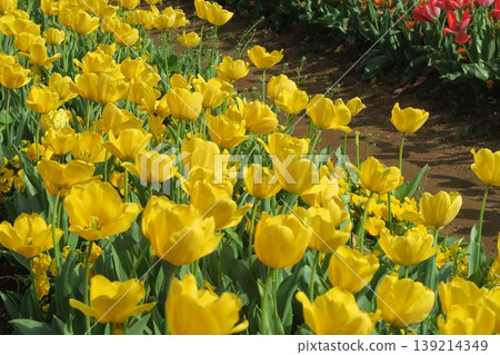 Get energized by the yellow tulips at Akebonoyama Agricultural Park! 139214349