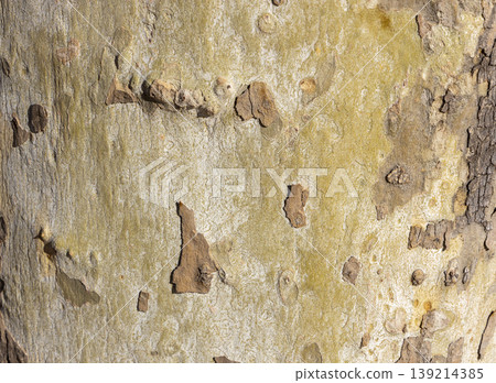 Platan, Platane, Platanus sycamore, plane trunk symbol. Texture made of Platan, Platane, sycamore, plane tree bark. Beautiful Platan tree trunk background. Conceptual image. Peaceful nature Typography Platan, Platane, Platanus sycamore, plane trunk symbol. Texture made of Platan, Platane, sycamore, plane tree bark. Beautiful Platan tree trunk background. Conceptual image. Peaceful nature Typography 139214385