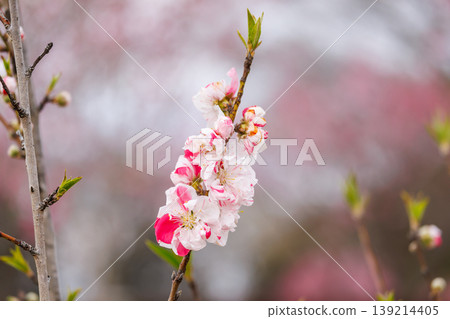 古賀久保公園（茨城縣古賀市）的桃花盛開 139214405