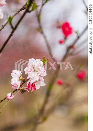 Peach blossoms in bloom at Koga Kubō Park (Koga City, Ibaraki Prefecture) Peach blossoms in bloom at Koga Kubō Park (Koga City, Ibaraki Prefecture) 139214406