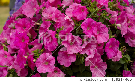 Goyang International Flower Exhibition Goyang International Flower Exhibition 139214469