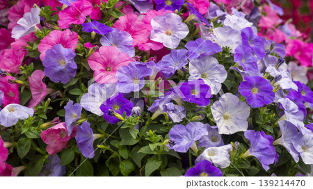 Goyang International Flower Exhibition Goyang International Flower Exhibition 139214470