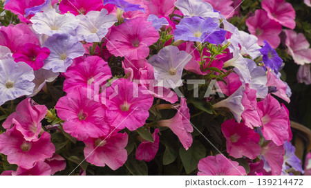 Goyang International Flower Exhibition Goyang International Flower Exhibition 139214472