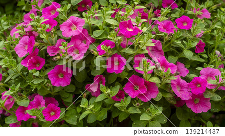 Goyang International Flower Exhibition 139214487