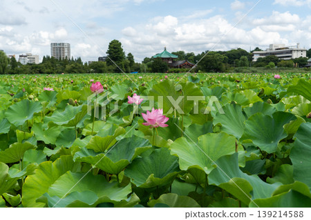 Shinobazu Pond in early summer Shinobazu Pond in early summer 139214588