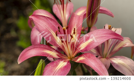 Goyang International Flower Exhibition Goyang International Flower Exhibition 139214608