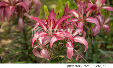 Goyang International Flower Exhibition Goyang International Flower Exhibition 139214609