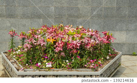 Goyang International Flower Exhibition Goyang International Flower Exhibition 139214616
