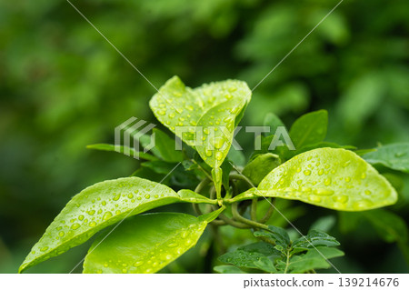 Leaves wet in the rain Leaves wet in the rain 139214676