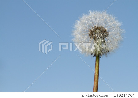 Close-up of dandelions Close-up of dandelions 139214704