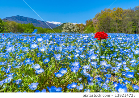 Nemophila fields and the Northern Alps at Azumino Park [Azumino City, Nagano Prefecture] 139214723