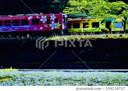 A station where single-track trains pass each other, surrounded by blooming nemophila flowers. A station where single-track trains pass each other, surrounded by blooming nemophila flowers. 139214727