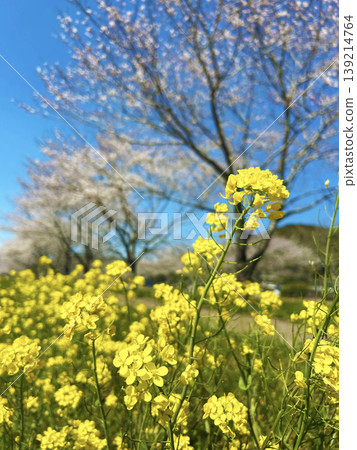 閃耀在春天藍天的油菜花 閃耀在春天藍天的油菜花 139214764