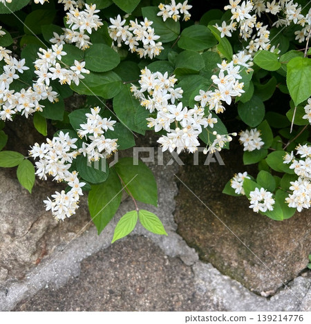 White Deutzia flowers, small white Deutzia flowers, white flowers in full bloom White Deutzia flowers, small white Deutzia flowers, white flowers in full bloom 139214776