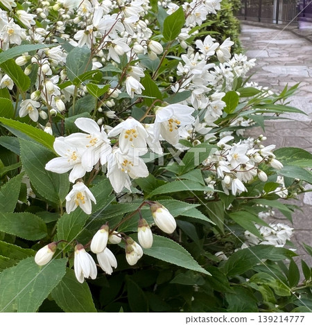 White Deutzia flowers, small white Deutzia flowers, white flowers in full bloom White Deutzia flowers, small white Deutzia flowers, white flowers in full bloom 139214777