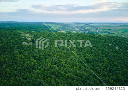 Top down flat aerial view of dark lush forest with green trees canopies in summer 139214823