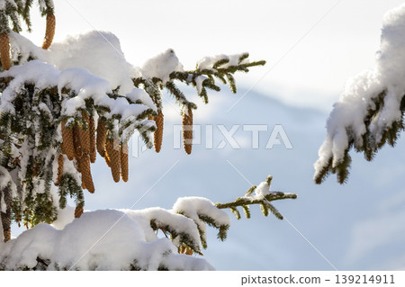 Spruce tree branch with green needles and cones covered with deep snow and hoarfrost on blurred blue copy space background. Merry Christmas and Happy New Year greeting card. Spruce tree branch with green needles and cones covered with deep snow and hoarfrost on blurred blue copy space background. Merry Christmas and Happy New Year greeting card. 139214911