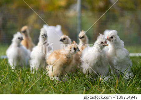 Silkie chicks in free range chicken coop. Poultry hen house with green grass in backyard garden 139214942