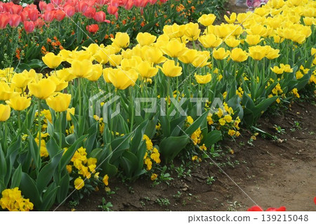 Colorful tulip fields are in full bloom at Akebonoyama Agricultural Park. 139215048