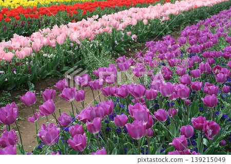 Enjoy the beautiful tulip blossoms at Akebonoyama Agricultural Park. Enjoy the beautiful tulip blossoms at Akebonoyama Agricultural Park. 139215049