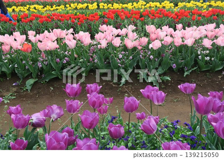 The tulip fields of Akebonoyama Agricultural Park stretch out before you. The tulip fields of Akebonoyama Agricultural Park stretch out before you. 139215050