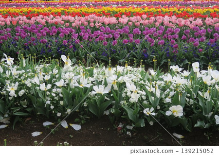Colorful tulip fields at Akebonoyama Agricultural Park 139215052