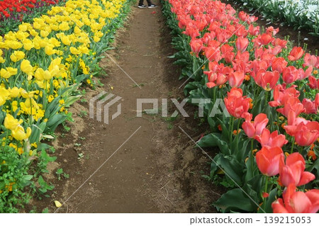 Colorful tulip fields at Akebonoyama Agricultural Park Colorful tulip fields at Akebonoyama Agricultural Park 139215053