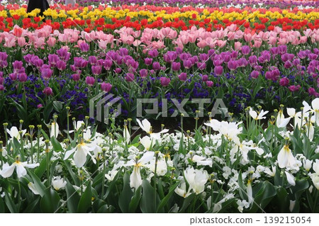 Tulip field bathed in spring sunlight 139215054