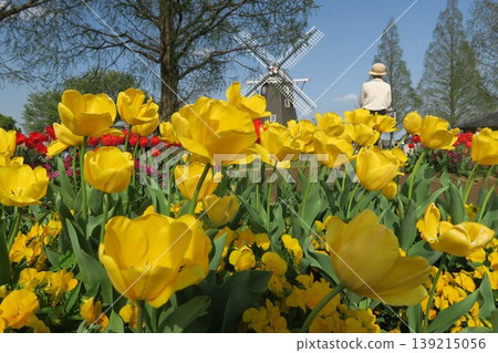 The yellow tulips at Akebonoyama Agricultural Park are a vibrant sight. 139215056