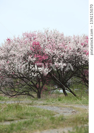 山麓一排樹木盛開 山麓一排樹木盛開 139215070