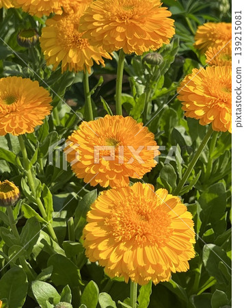 A bed of vibrant orange calendula flowers. 139215081