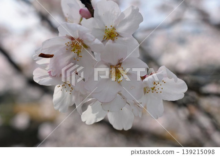 櫻花盛開 櫻花盛開 139215098