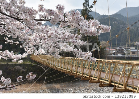 櫻花和橋樑 櫻花和橋樑 139215099