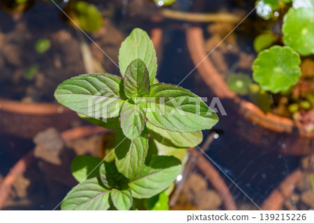 Fresh mint leaves and water lily leaves floating on the water's surface. Fresh mint leaves and water lily leaves floating on the water's surface. 139215226